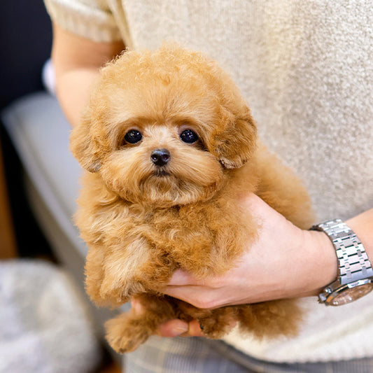 Poodle - Poko (Female)