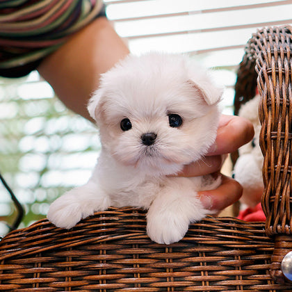 Maltese - Allo (Female)