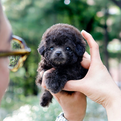 Poodle - Moon (Female)