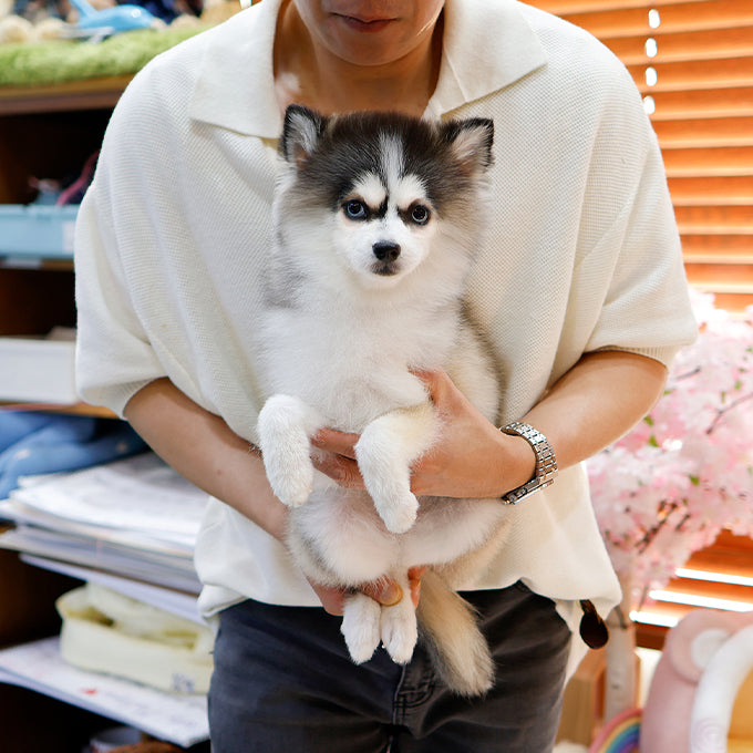 Pomsky - Sunding (Female)