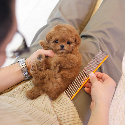 Poodle - Among (Male)