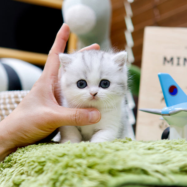 Munchkin - Joraeng (Male)