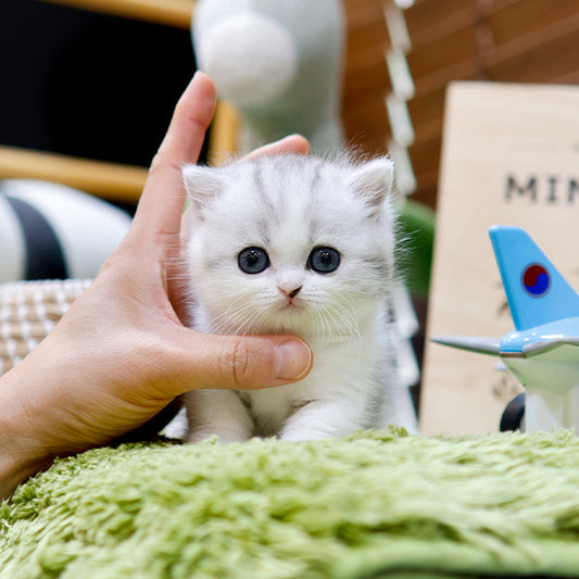 Munchkin - Joraeng (Male)