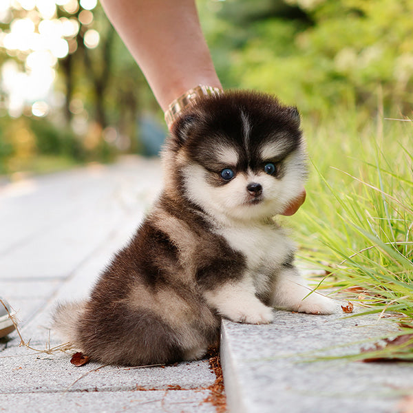 Pomsky - Robo (Male)