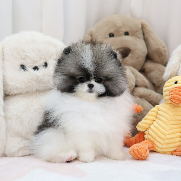 Pomeranian - Smile (Female)