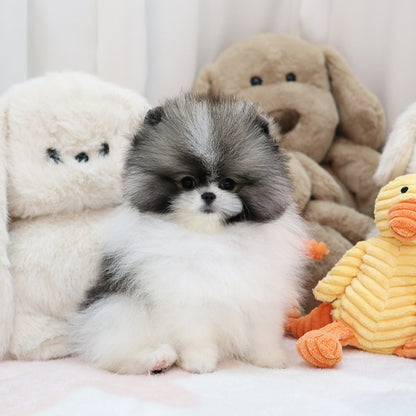 Pomeranian - Smile (Female)