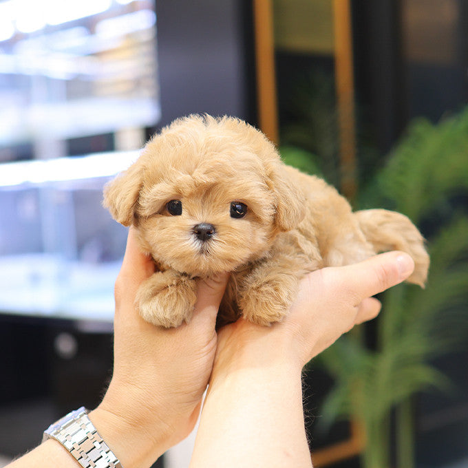 Maltipoo - Yuchae (Male)