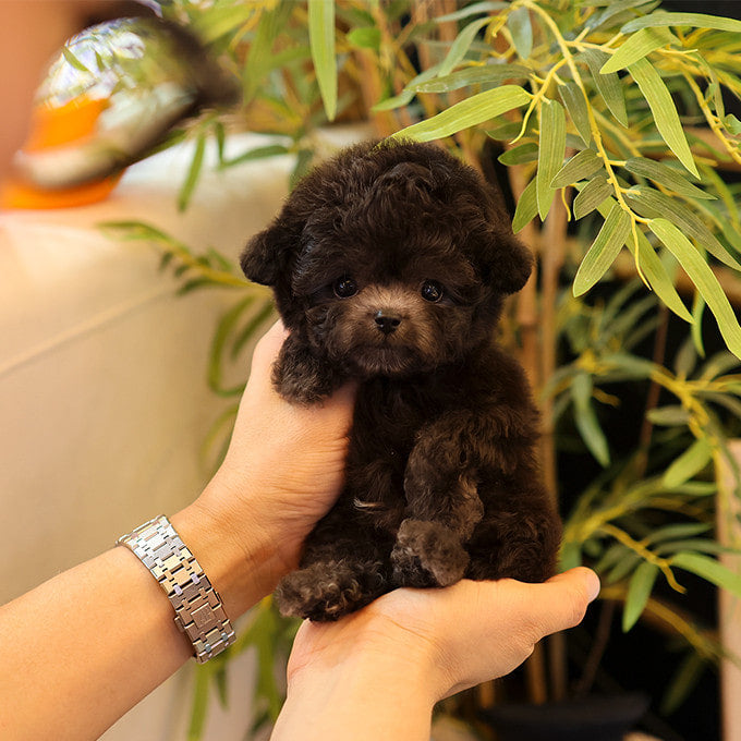 Poodle - Kkomdol (Male)