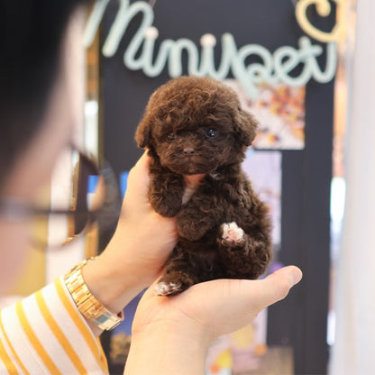 Poodle - Koa (Female)
