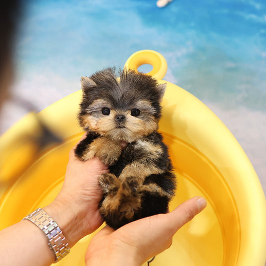 Yorkshire Terrier - Elri (Male)