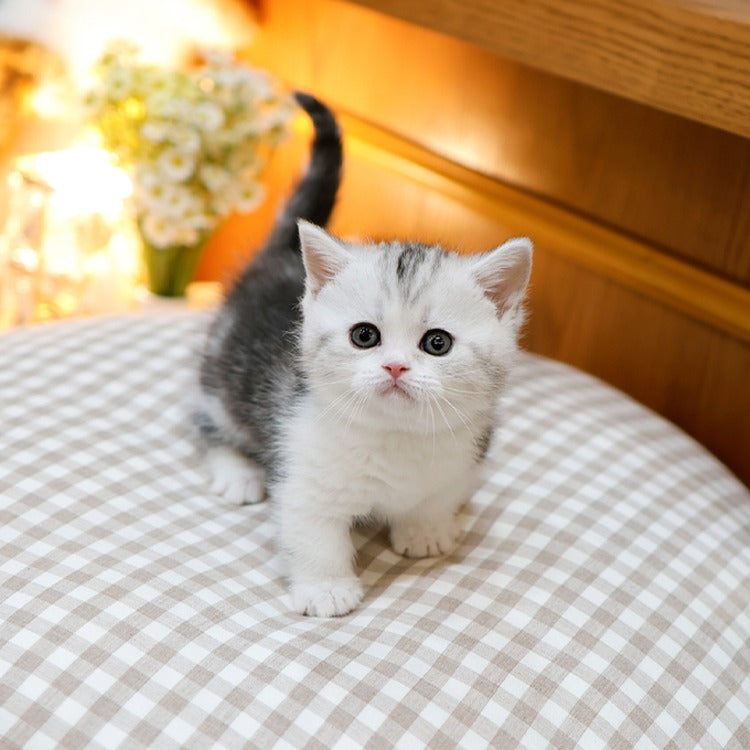 Munchkin - Kkorang (Male)