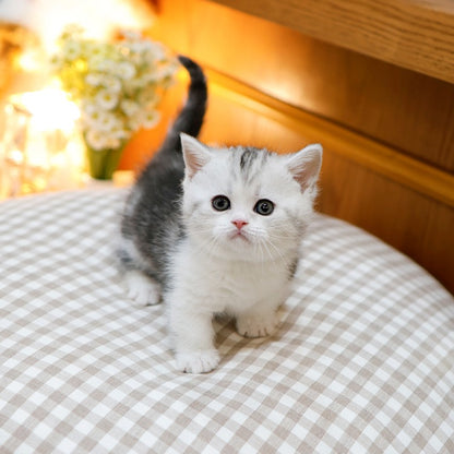 Munchkin - Kkorang (Male)