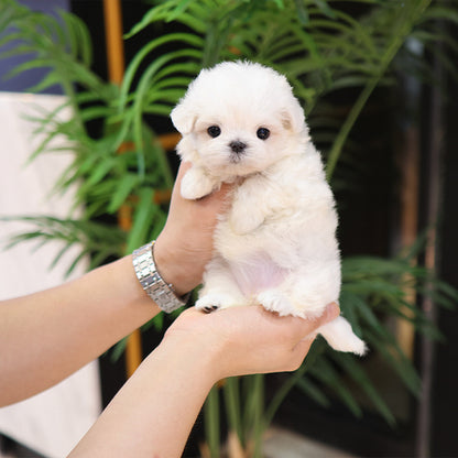 Maltese - Tini (Female)