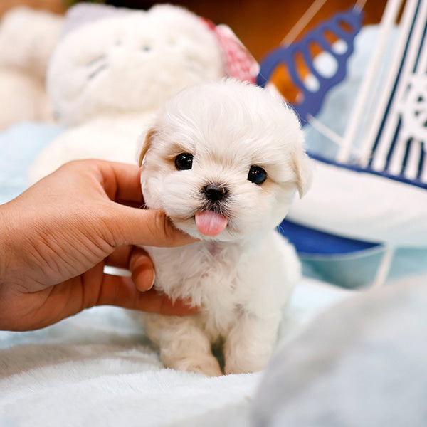 Maltipoo - Ungi (Male)