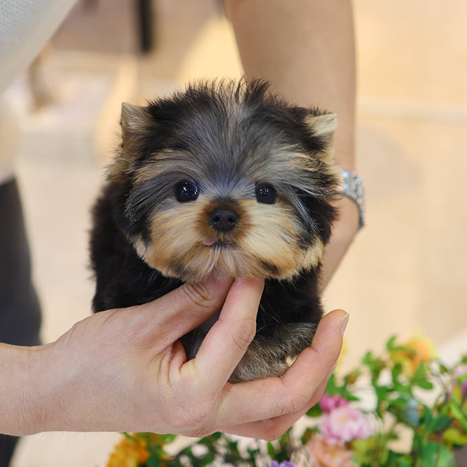 Yorkshire Terrier - Kkingkkang (Male)