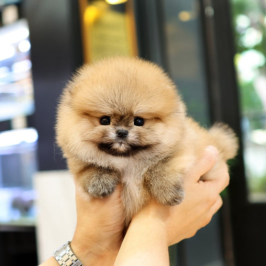 Pomeranian - Gimchi (Female)