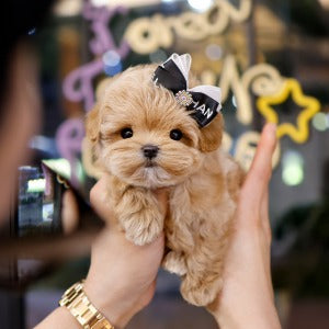 Maltipoo - Bien (Male)