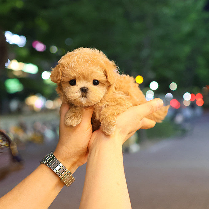 Maltipoo - Yeonyu (Female)