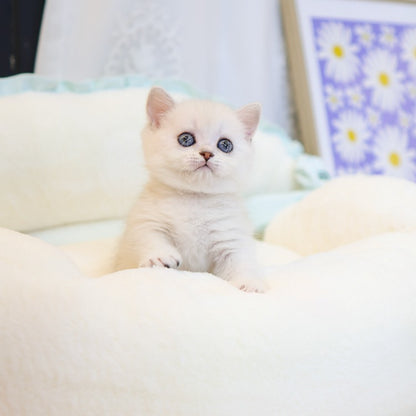 Munchkin - Ppikka (Male)
