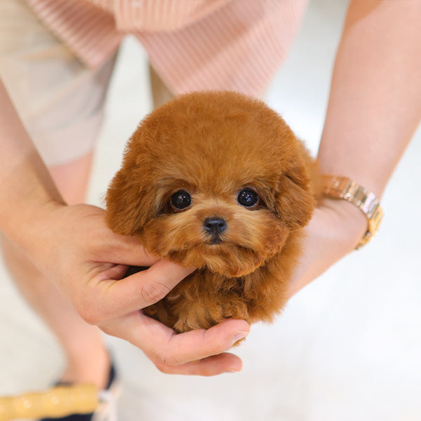 Poodle - Hermes (Female)