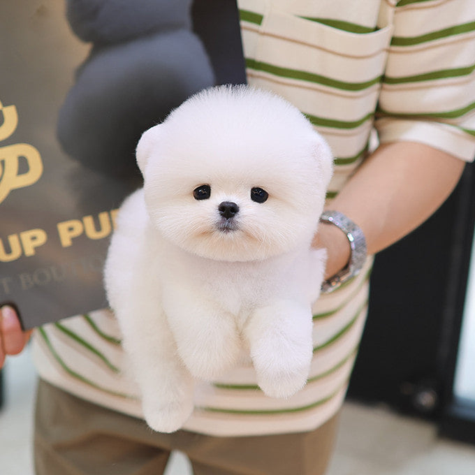 Pomeranian - Ppiru (Female)