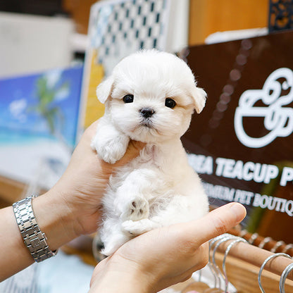 Maltipoo - Ungi (Male)