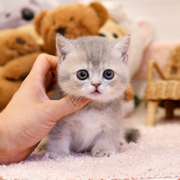 Munchkin - Kito (Female)