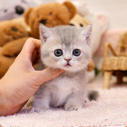 Munchkin - Kito (Female)
