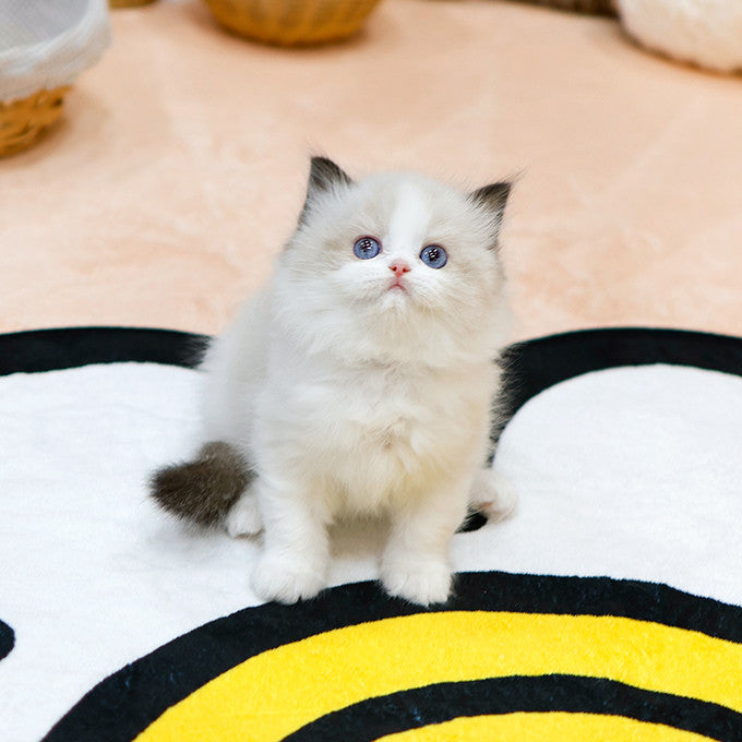 Ragdoll - Dore (Male)
