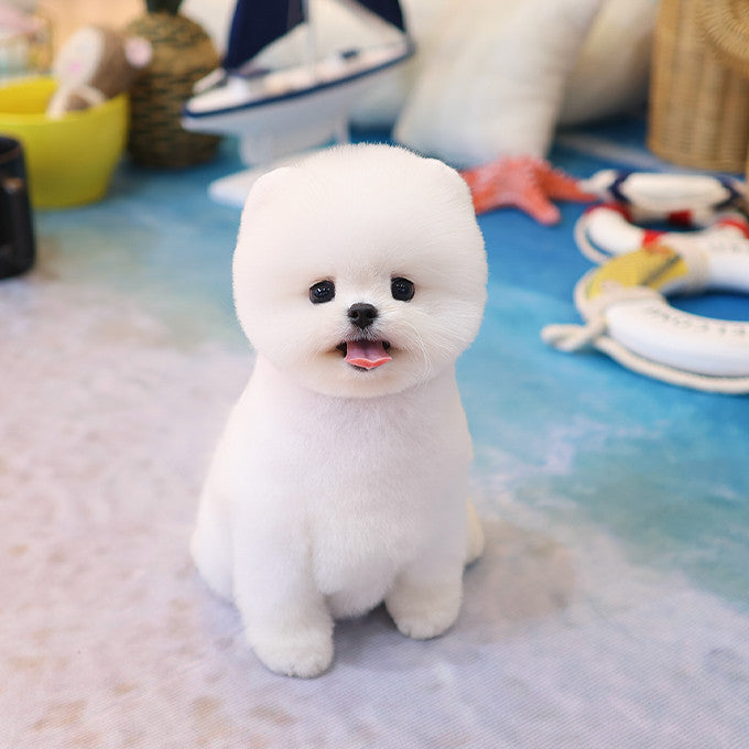 Pomeranian - Ppiru (Female)