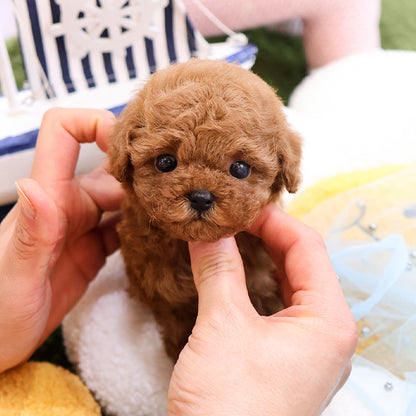 Poodle - Sepin (Female)