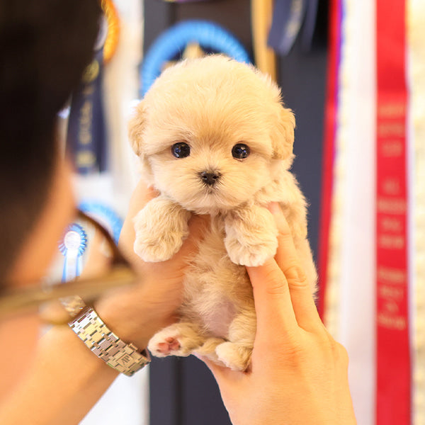 Maltipoo - Dindin (Female)