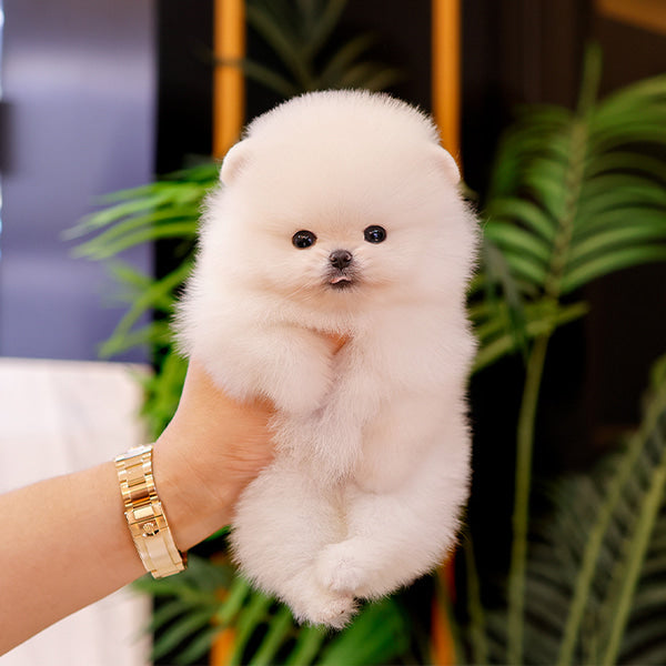 Pomeranian - Mamel (Female)