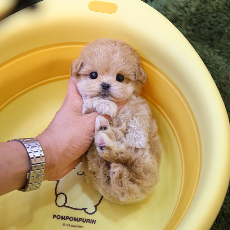 Maltipoo - Reo (Female)