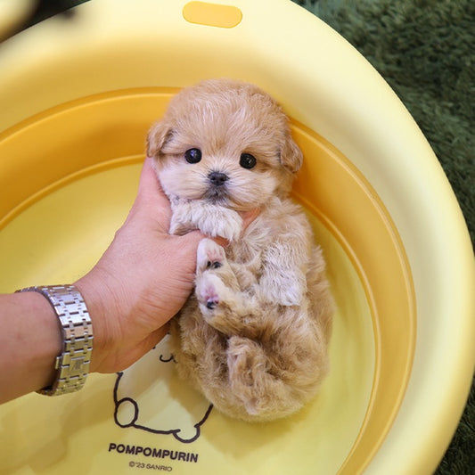 Maltipoo - Reo (Female)