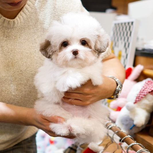 Poodle - Echi (Male)