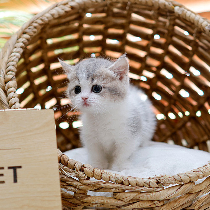 Munchkin - Ppori (Female)