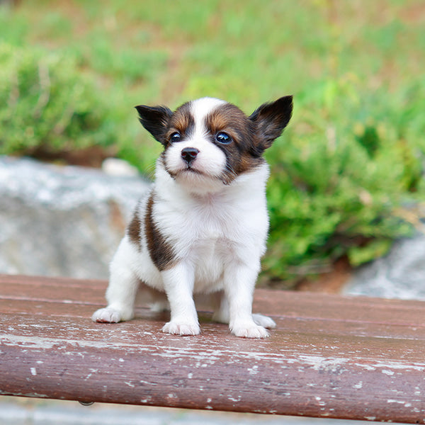 Papillon - Chiyo (Female)
