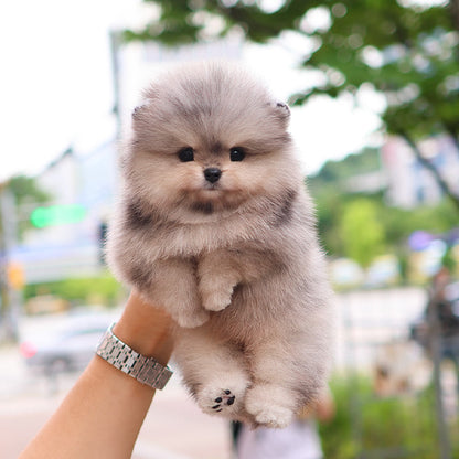 Pomeranian - Sio (Male)