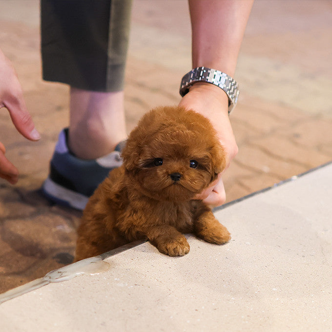 Poodle - Bubu (Male)