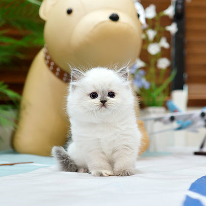 Ragdoll - Mimi (Female)