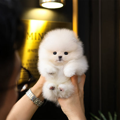 Pomeranian - Pujim (Male)