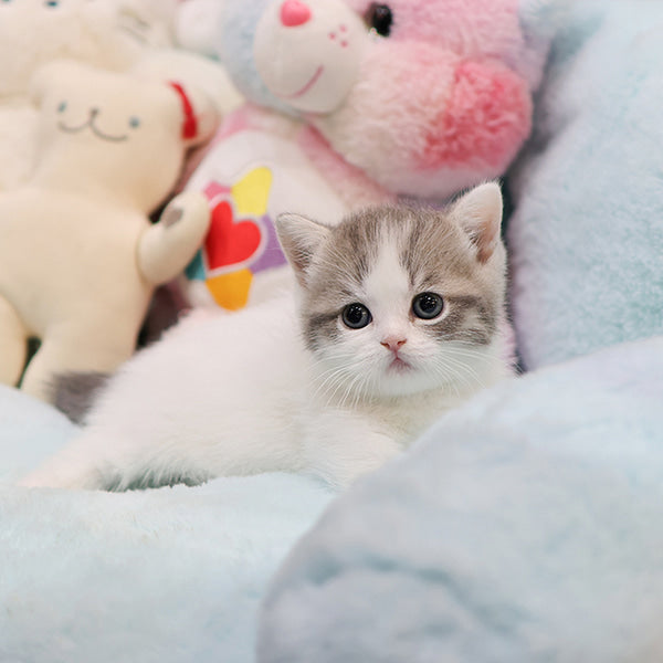 Munchkin - Myaong (Female)