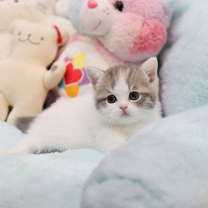 Munchkin - Myaong (Female)