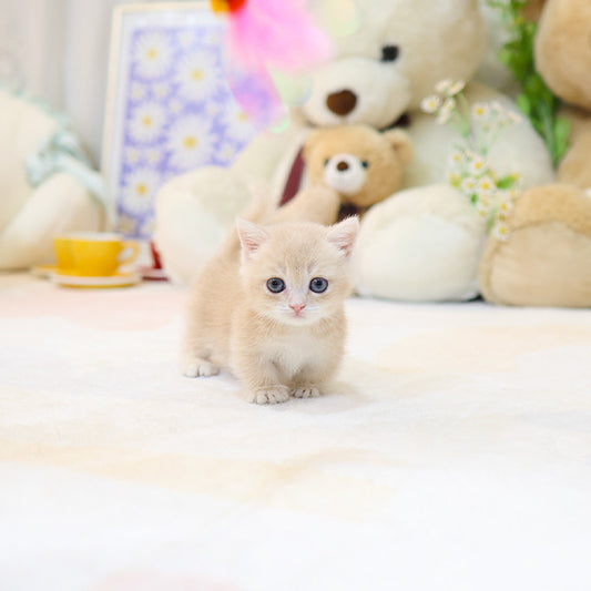 Munchkin - Ppangyi (Male)