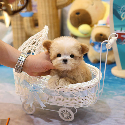 Maltipoo - Sasem (Male)