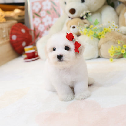 Coton de Tulear - Chiki (Male)