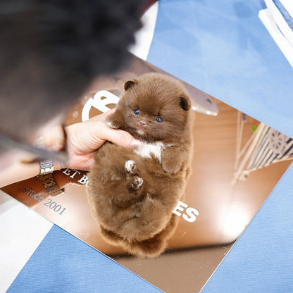 Pomeranian - Choring (Female)