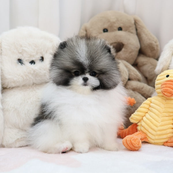 Pomeranian - Smile (Female)