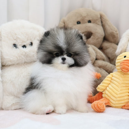 Pomeranian - Smile (Female)
